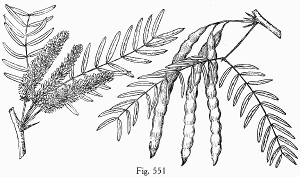 Fig. 551