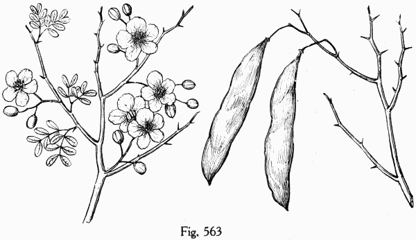 Fig. 563