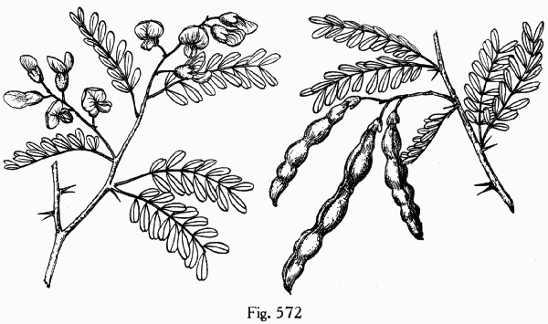 Fig. 572