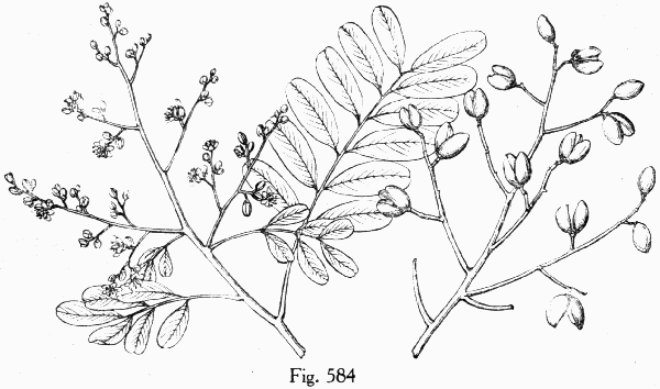 Fig. 584