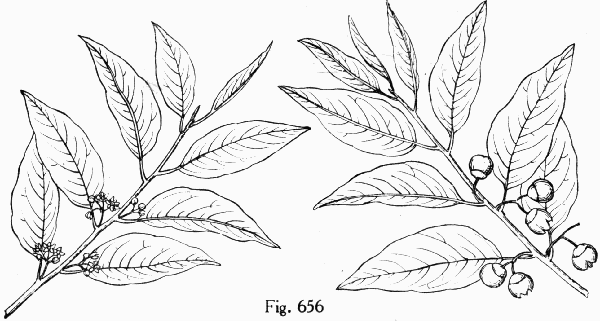 Fig. 656