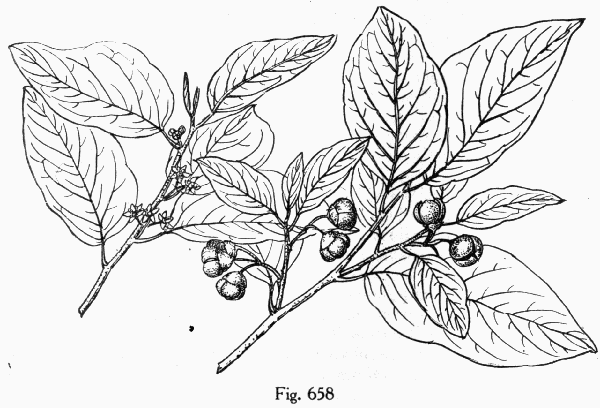 Fig. 658