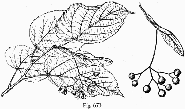 Fig. 673