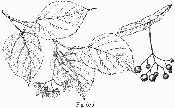 Fig. 675