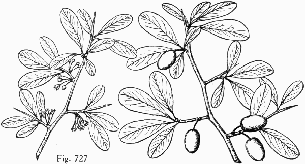 Fig. 727