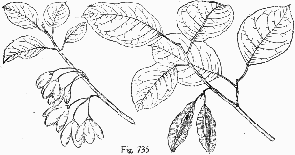 Fig. 735