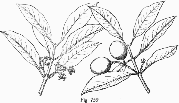 Fig. 759